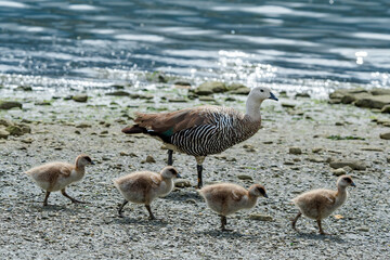 Male of Upland Goose (Chloephaga picta) with goslings in Ushuaia area, Land of Fire (Tierra del Fuego), Argentina