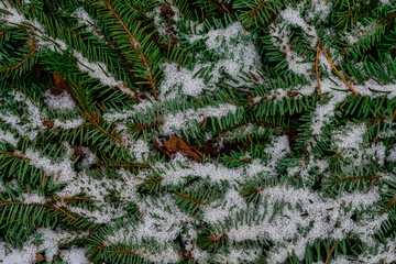 Tannengrün mit Schnee