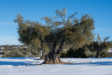 Paisaje de olivar nevado