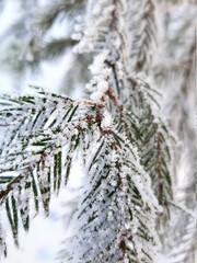 snow covered pine needles
