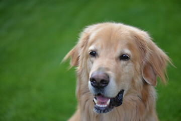 Golden Hovawart dog resting in the garden