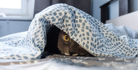 A grey cat hiding and peeking out from under the covers in a bed