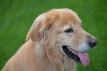 Golden Hovawart dog resting in the garden