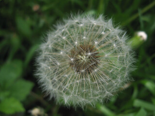 Close-up of a white dandelion with a blurred background
