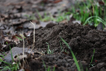 der frische Maulwurfshaufen