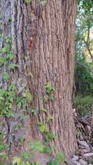 Obraz premium Ivy tree trunk zoom out