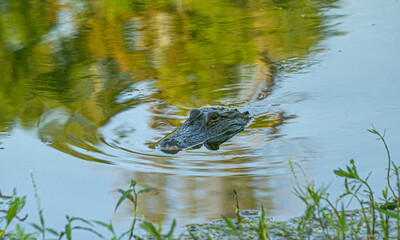 alligator in the swamp