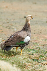 Female of Upland Goose (Chloephaga picta) with gosling in Ushuaia area, Land of Fire (Tierra del Fuego), Argentina