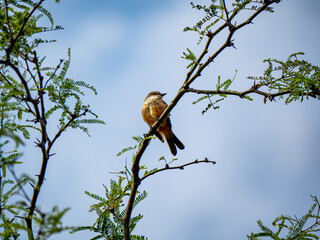 hermoso pajaro en su habitad natural