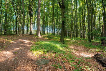 beech trees with fresh green foliage in sunlight. path through beautiful nature forest scenery in summer