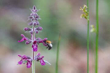 Trzmiel rudy i czyściec leśny 