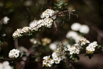 tree blossom