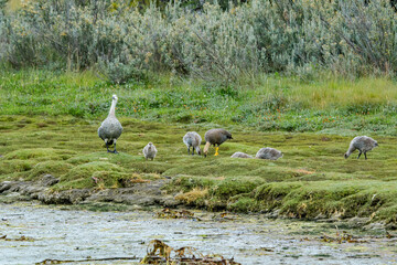 Family of Upland Geese (Chloephaga picta) on lake in Ushuaia area, Land of Fire (Tierra del Fuego), Argentina