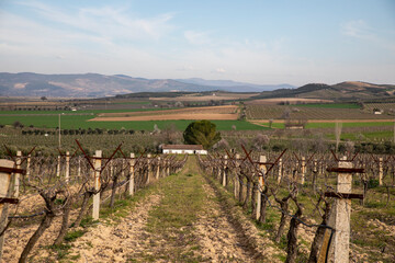 Fototapeta na wymiar vineyards and countryside landscape,Vineyards after harvest
