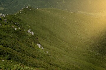 Carpathians mountain range at summer morning. Beauty of wild virgin Ukrainian nature. Peacefulness.