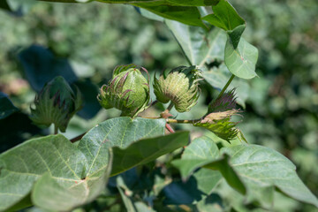 Cotton flower in cotton field	

