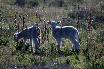 Little sheep grazing in the field