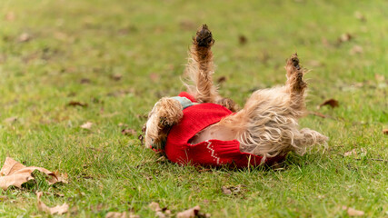 Yoga postures, training led by a female Yorkshire Terrier dog, with a blond coat, fascinating...