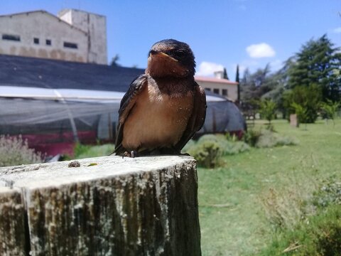 golondrina tranquila con la brisa y los aspersores