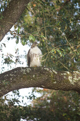 Hawk on the prowl in tall oak tree