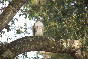 Hawk on the prowl in tall oak tree