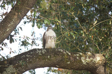 Hawk on the prowl in tall oak tree