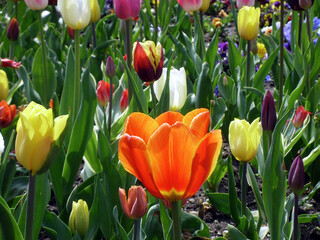 Tulpenblumen im Beet mit leuchtend orangefarbenen Blüten. Diverses bunt gemischtes Tulpenbeet . Bienenfreundliche Blüten .
