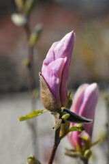 Fototapeta premium Magnolia George Henry Kern