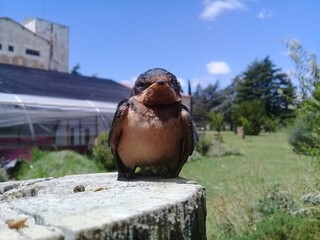 golondrina relajada