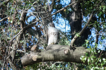 Fototapeta premium Hawk on the prowl in tall oak tree