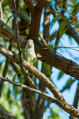 Monk Parakeet (Myiopsitta monachus) in park, Montevideo, Uruguay