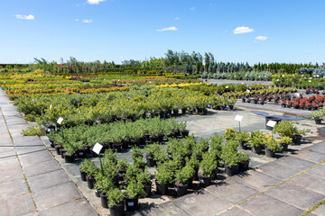 Ornamental trees and shrubs in pots for sale in the summer nursery center against a blue sky