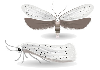 Yponomeuta evonymella illustration