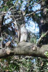 Hawk on the prowl in tall oak tree