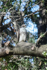 Hawk on the prowl in tall oak tree