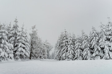 Beautiful forest covered by snow. Spruce Trees in winter landscape. Frosty day. Scenic image of pine tree. Tourism concept.