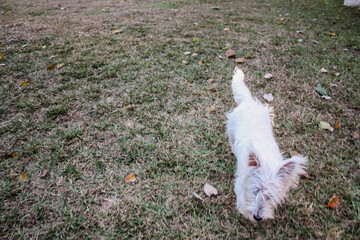 Young west highland white terriers