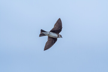 Grey-breasted Martin (Progne chalybea) in park, Montevideo, Uruguay