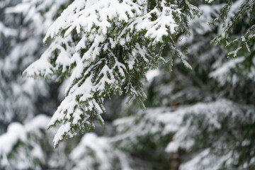 schneebedeckter Nadelbaum