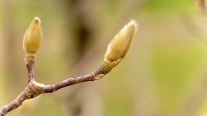 
Magnolia bud in winter, close up