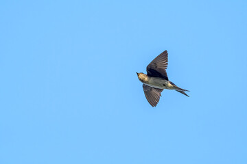 Grey-breasted Martin (Progne chalybea) in park, Montevideo, Uruguay