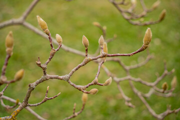 
Magnolia bud in winter, close up