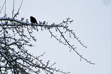 Amsel auf kahlen Baum im Winter