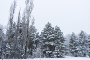 Beautiful winter panorama. Pine trees covered with snow on frosty evening.