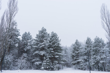 Beautiful winter panorama. Pine trees covered with snow on frosty evening.