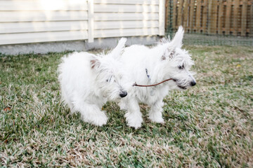 Two young west highland white terriers