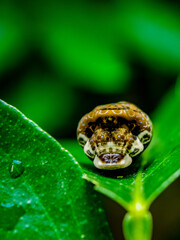 gusano verde, fotografia macro