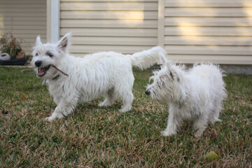 Two young west highland white terriers