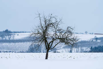 Kahler Baum im Winter bei Scharten in Oberösterreich