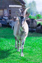Naklejka na ściany i meble goat with horns grazes on the grass on the farm